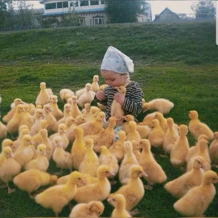 Child with ducklings converted to anime artwork